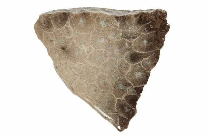 Polished Petoskey Stone (Fossil Coral) Slab - Michigan #204820